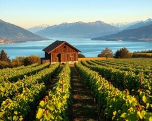 Winzer am Genfersee: Reben, Sonne und Geduld