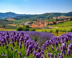 Welche Highlights bietet die Provence?